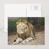 Lion Post Card Postkarte (Vorne/Hinten)
