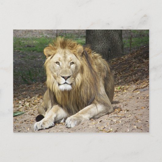 Lion Post Card Postkarte (Vorderseite)