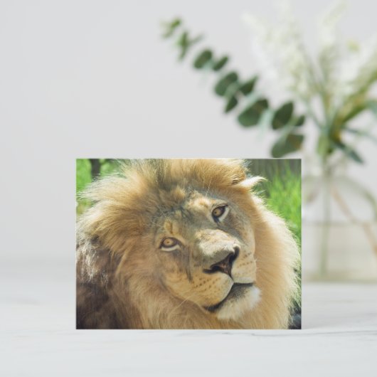 Lion Postcard Postkarte (Stehend Vorderseite)