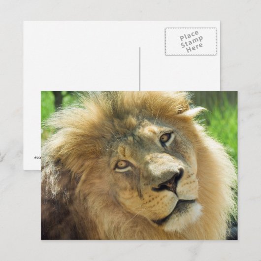 Lion Postcard Postkarte (Vorne/Hinten)