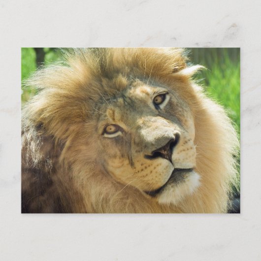 Lion Postcard Postkarte (Vorderseite)