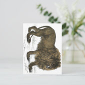 Lion Postcard Postkarte (Stehend Vorderseite)
