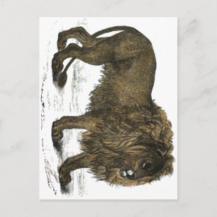 Lion Postcard Postkarte