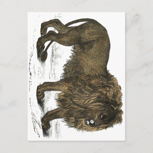 Lion Postcard Postkarte (Vorderseite)