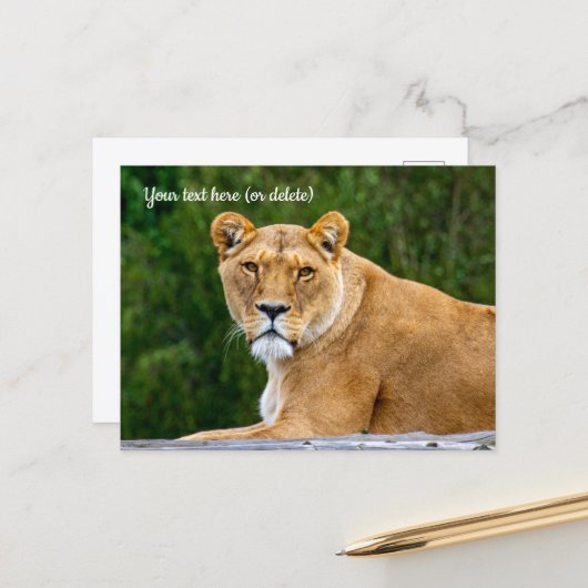 Lion Postcard Postkarte (Vorderseite/Rückseite Beispiel)