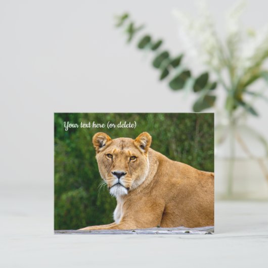 Lion Postcard Postkarte (Stehend Vorderseite)