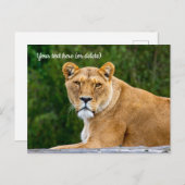 Lion Postcard Postkarte (Vorne/Hinten)