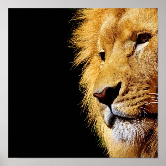 Lion Poster (Vorne)