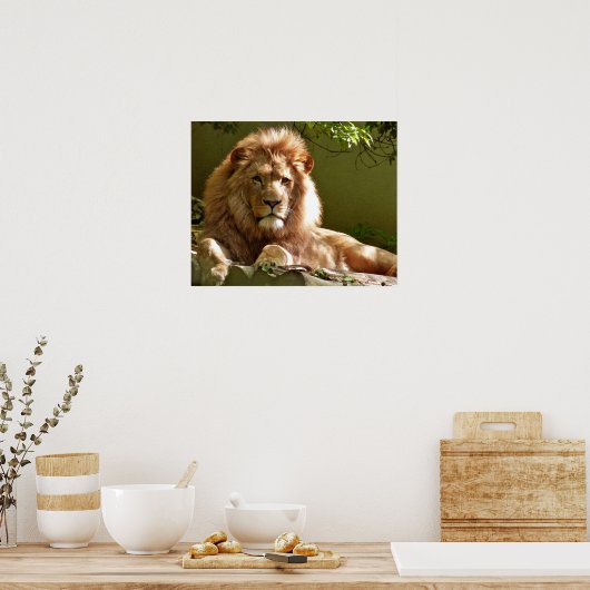 Lion Poster (Küche)