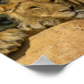 Lion Poster (Ecke)