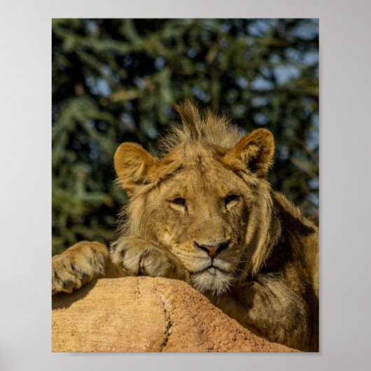 Lion Poster (Vorne)