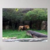 Lion Poster (Vorne)