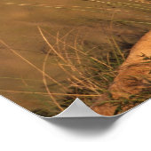 Lion Poster (Ecke)