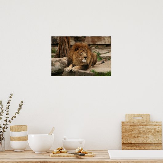 Lion Poster (Küche)