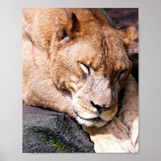 Lion Poster (Vorne)