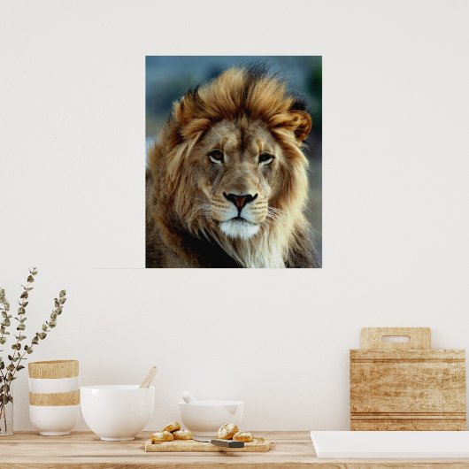 Lion Poster (Küche)
