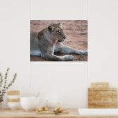 Lion Poster (Küche)