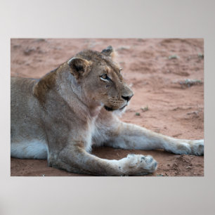 Lion Poster