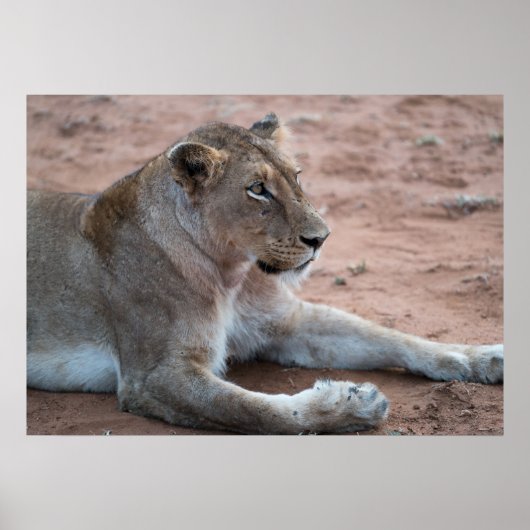 Lion Poster (Vorne)