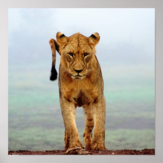Lion Poster (Vorne)