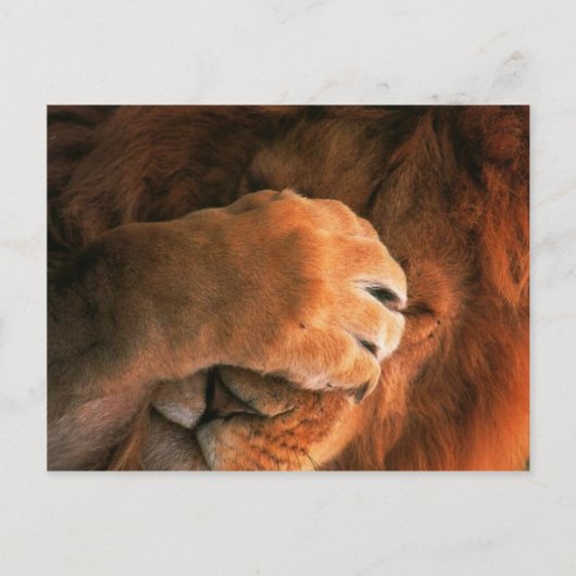 Lion Postkarte (Vorderseite)