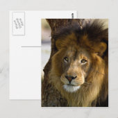 Lion Postkarte (Vorne/Hinten)