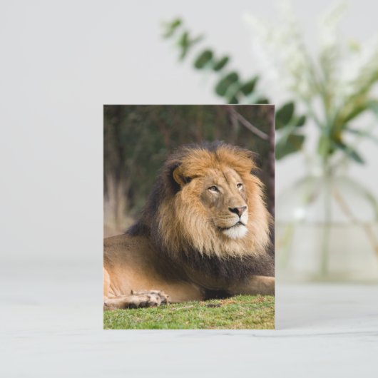Lion Postkarte (Stehend Vorderseite)