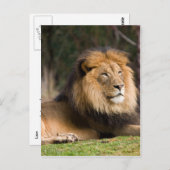 Lion Postkarte (Vorne/Hinten)