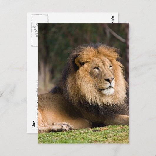 Lion Postkarte (Vorne/Hinten)