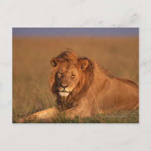 Lion Postkarte