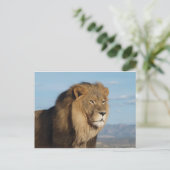 Lion Postkarte (Stehend Vorderseite)