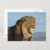 Lion Postkarte (Vorne/Hinten)