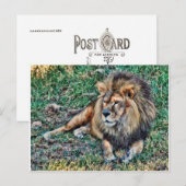 Lion Postkarte (Vorne/Hinten)