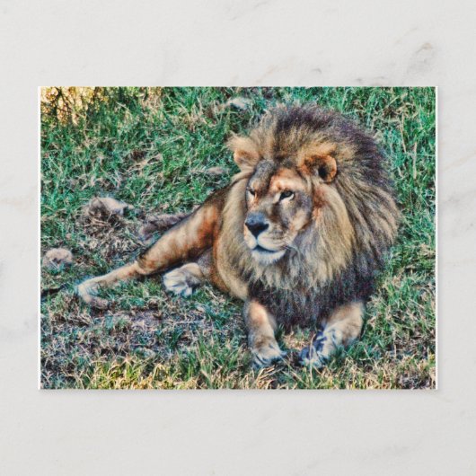 Lion Postkarte (Vorderseite)