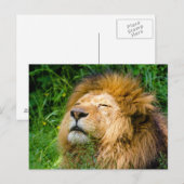Lion Postkarte (Vorne/Hinten)