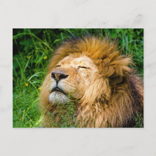 Lion Postkarte (Vorderseite)