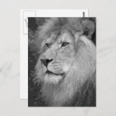 Lion Postkarte (Vorne/Hinten)