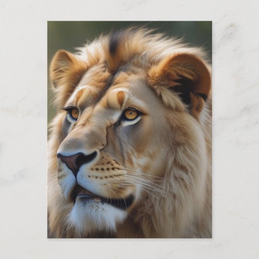 Lion Postkarte (Vorderseite)