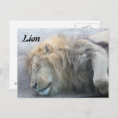 Lion Postkarte (Vorne/Hinten)