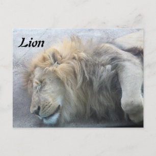 Lion Postkarte