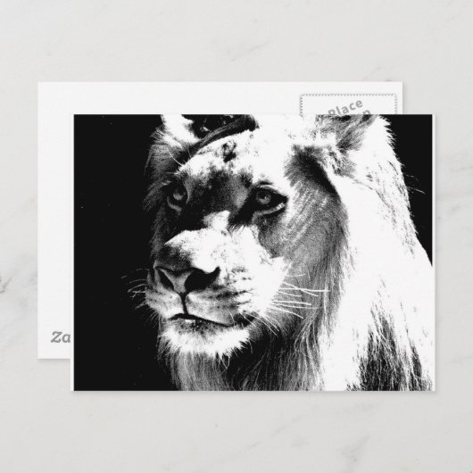 Lion Postkarte (Vorne/Hinten)