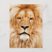 Lion Postkarte (Vorderseite)