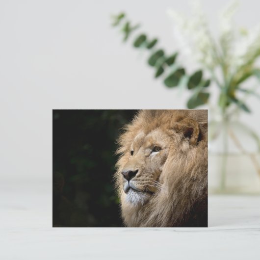 Lion Postkarte (Stehend Vorderseite)