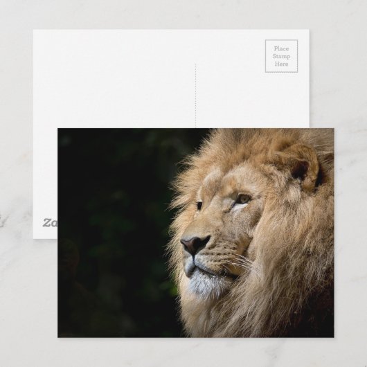 Lion Postkarte (Vorne/Hinten)