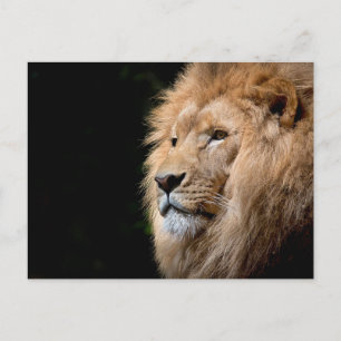 Lion Postkarte