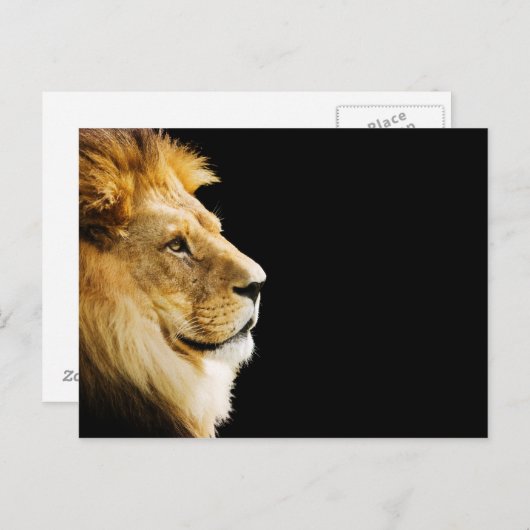 Lion Postkarte (Vorne/Hinten)