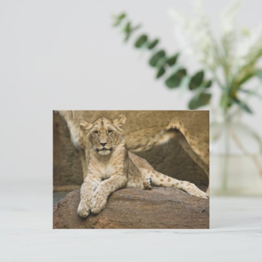 Lion Postkarte (Stehend Vorderseite)