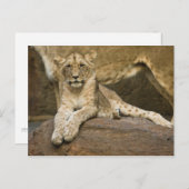 Lion Postkarte (Vorne/Hinten)