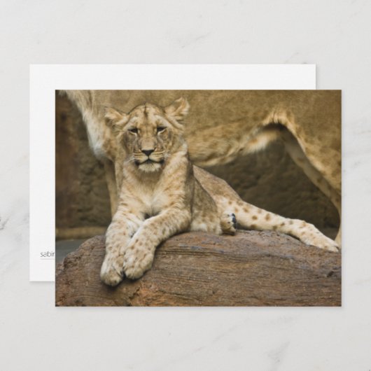 Lion Postkarte (Vorne/Hinten)