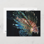 Lion Postkarte (Vorne/Hinten)